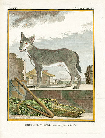 Buffon Histoire Naturelle 1766 Antique Engraving Mule Dog