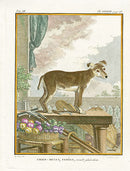 Buffon Histoire Naturelle 1766 Antique Engraving Mulet Dog - Panteek Antique Prints