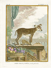 Buffon Histoire Naturelle 1766 Antique Engraving Mulet Dog - Panteek Antique Prints