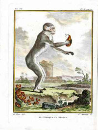 Buffon Histoire Naturelle 1766 Antique Engraving Pitheque Ape - Panteek Antique Prints