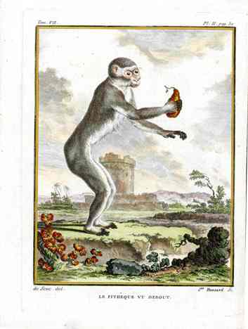 Buffon Histoire Naturelle 1766 Antique Engraving Pitheque Ape
