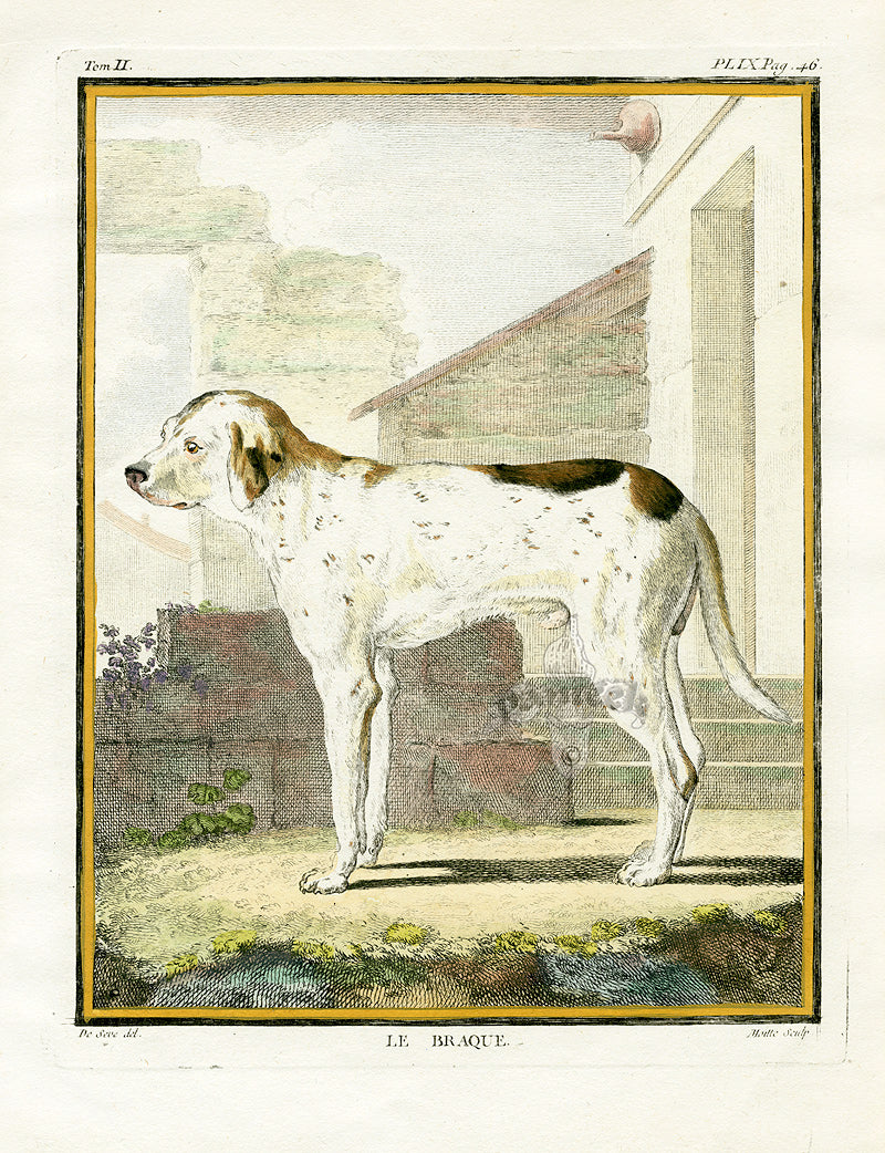 Buffon Histoire Naturelle 1766 Antique Engraving Pointer