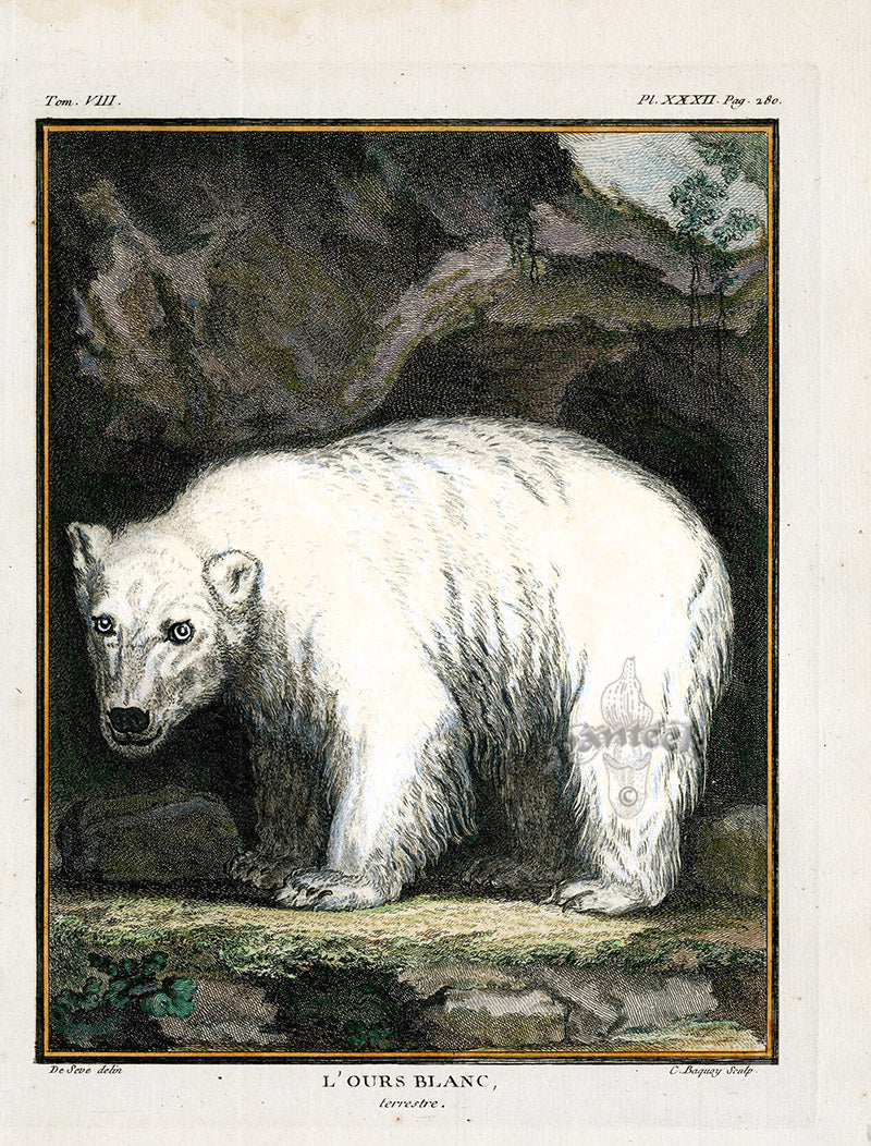 Buffon Histoire Naturelle 1766 Antique Engraving Polar Bear