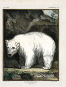 Buffon Histoire Naturelle 1766 Antique Engraving Polar Bear - Panteek Antique Prints