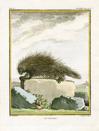 Buffon Histoire Naturelle 1766 Antique Engraving Porcupine