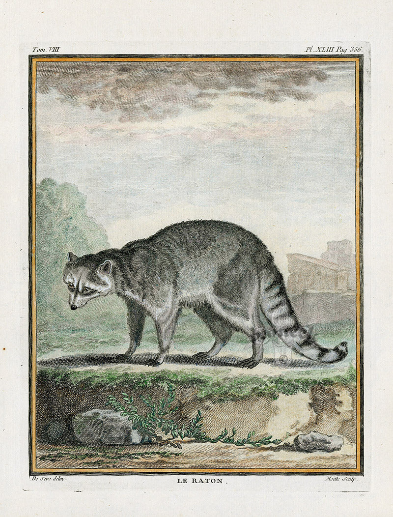 Buffon Histoire Naturelle 1766 Antique Engraving Raccoon