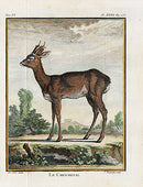Buffon Histoire Naturelle 1766 Antique Engraving Roe Dear - Panteek Antique Prints