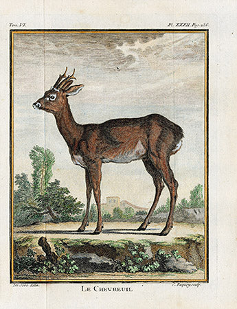 Buffon Histoire Naturelle 1766 Antique Engraving Roe Dear