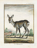 Buffon Histoire Naturelle 1766 Antique Engraving Roe Deer - Doe - Panteek Antique Prints