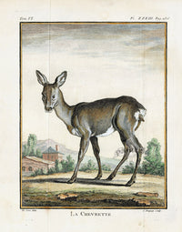 Buffon Histoire Naturelle 1766 Antique Engraving Roe Deer - Doe - Panteek Antique Prints