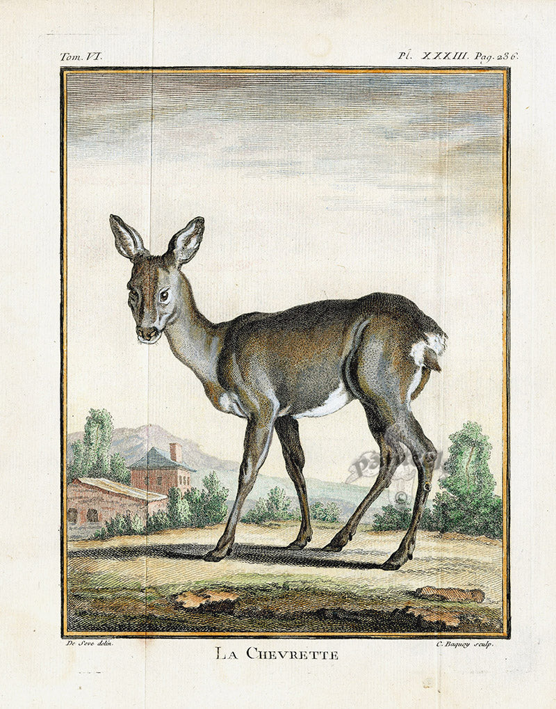 Buffon Histoire Naturelle 1766 Antique Engraving Roe Deer - Doe