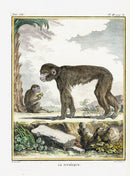 Buffon Histoire Naturelle 1766 Antique Engraving Saki Monkey - Panteek Antique Prints