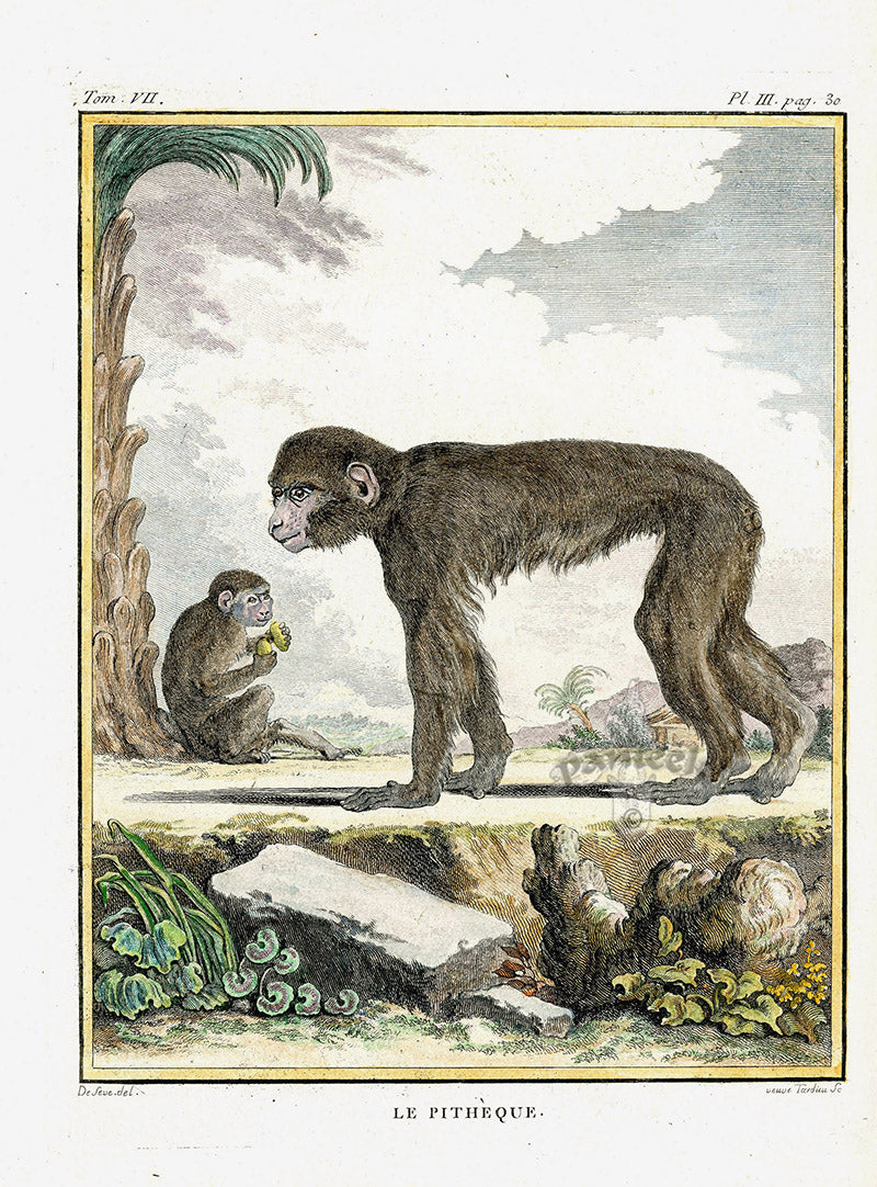 Buffon Histoire Naturelle 1766 Antique Engraving Saki Monkey
