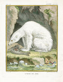 Buffon Histoire Naturelle 1766 Antique Engraving Sea Bear - Panteek Antique Prints