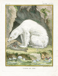 Buffon Histoire Naturelle 1766 Antique Engraving Sea Bear - Panteek Antique Prints