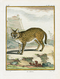Buffon Histoire Naturelle 1766 Antique Engraving Serval - Panteek Antique Prints