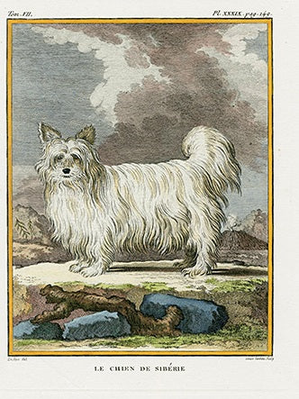 Buffon Histoire Naturelle 1766 Antique Engraving Siberian Dog