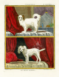 Buffon Histoire Naturelle 1766 Antique Engraving Spaniel, Barbet - Panteek Antique Prints