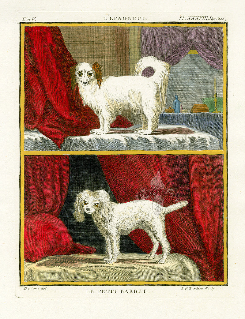 Buffon Histoire Naturelle 1766 Antique Engraving Spaniel, Barbet