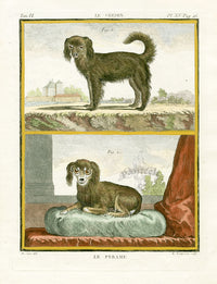 Buffon Histoire Naturelle 1766 Antique Engraving Toy Spaniel - Panteek Antique Prints