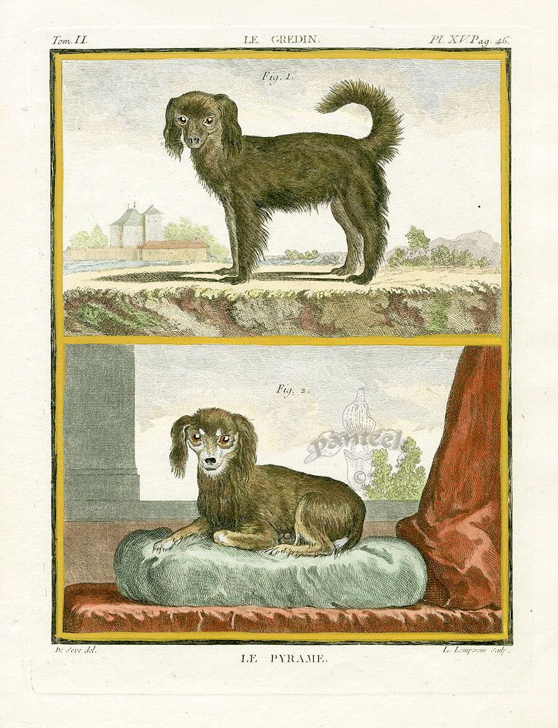 Buffon Histoire Naturelle 1766 Antique Engraving Toy Spaniel