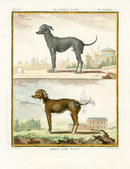 Buffon Histoire Naturelle 1766 Antique Engraving Turkish, Metis Dogs - Panteek Antique Prints