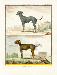 Buffon Histoire Naturelle 1766 Antique Engraving Turkish, Metis Dogs - Panteek Antique Prints