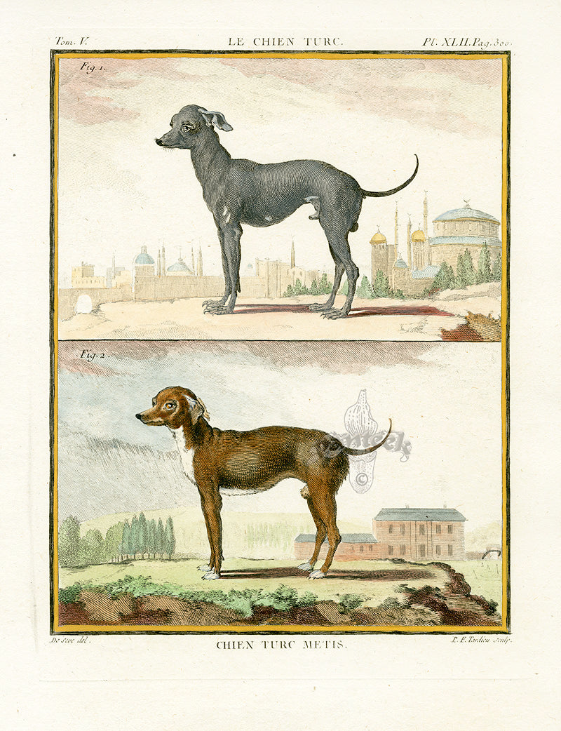 Buffon Histoire Naturelle 1766 Antique Engraving Turkish, Metis Dogs