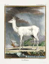 Buffon Histoire Naturelle 1766 Antique Engraving White Deer - Panteek Antique Prints