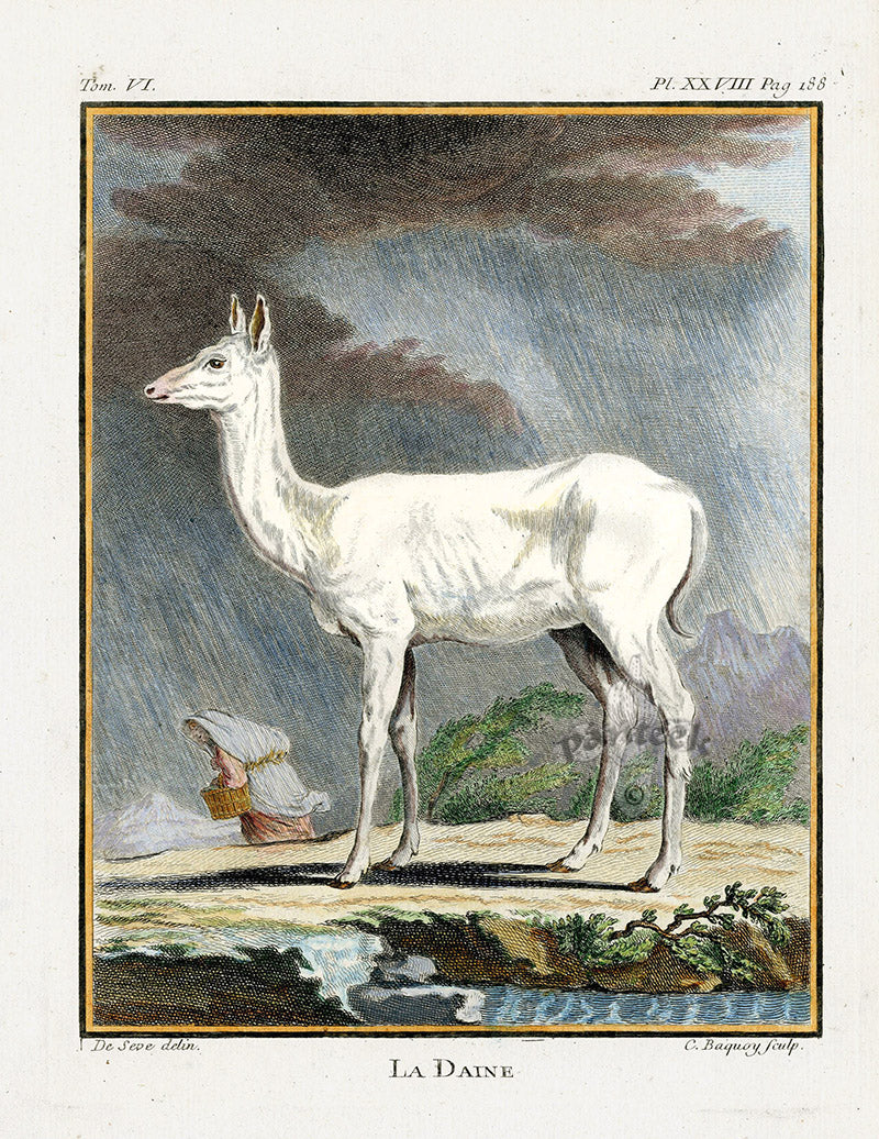 Buffon Histoire Naturelle 1766 Antique Engraving White Deer
