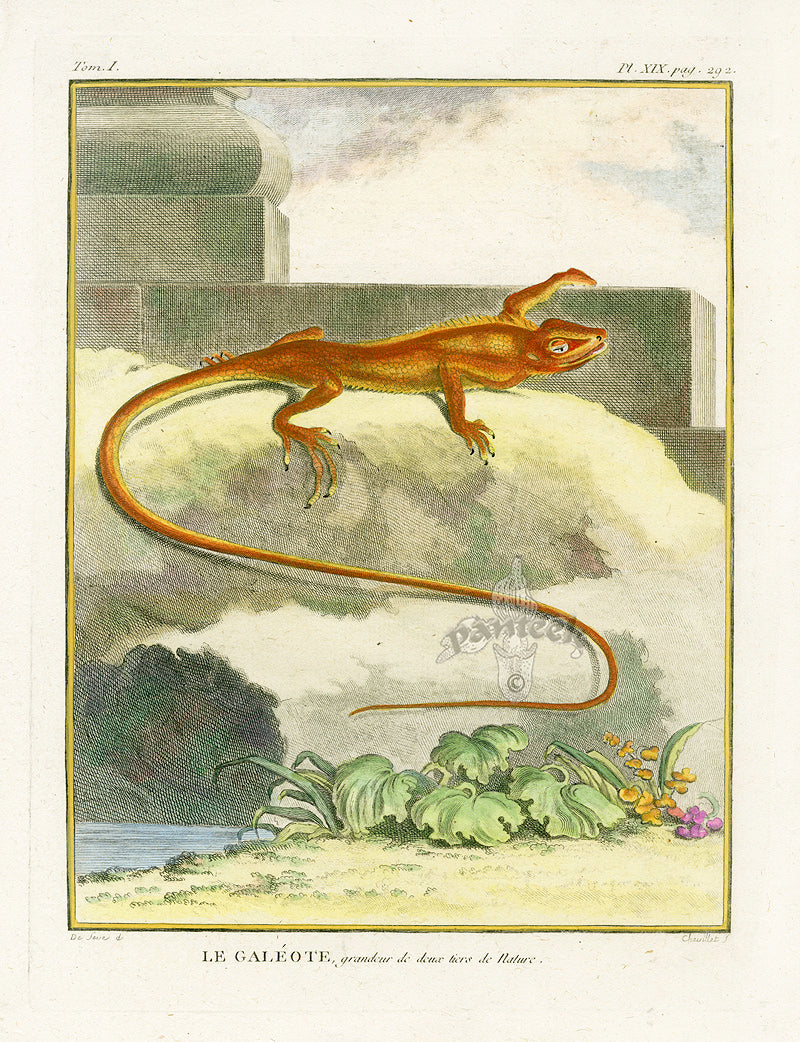 Buffon Turtles Gators 1766 Lizard, Le Galeote
