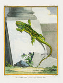 Buffon Turtles Gators 1766 Lizard, Le Lezard Vert - Panteek Antique Prints