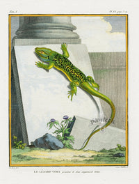 Buffon Turtles Gators 1766 Lizard, Le Lezard Vert - Panteek Antique Prints