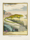 Buffon Turtles Gators 1766 Lizard, Le Marbre - Panteek Antique Prints