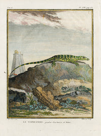 Buffon Turtles Gators 1766 Lizard, Le Tupinambis - Panteek Antique Prints