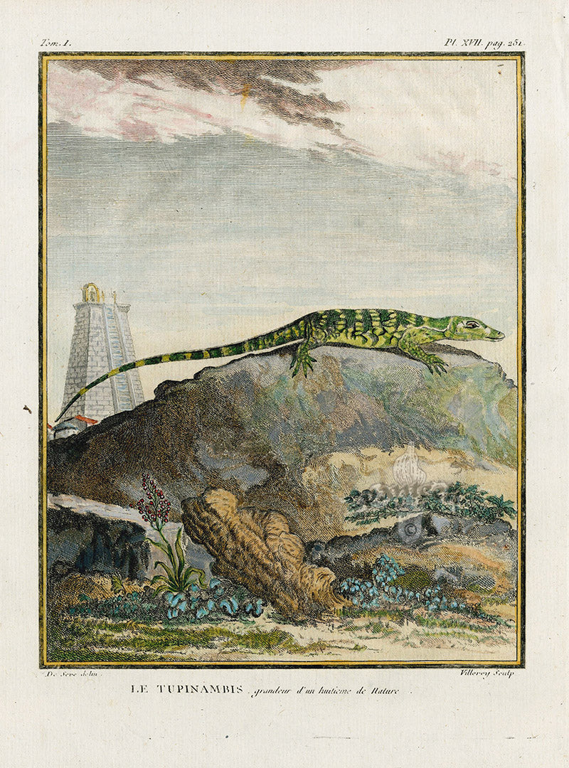 Buffon Turtles Gators 1766 Lizard, Le Tupinambis