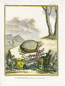Buffon Turtles Gators 1766 Turtle, La Chagrinee - Panteek Antique Prints