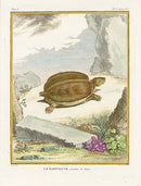 Buffon Turtles Gators 1766 Turtle, La Raboteuse - Panteek Antique Prints