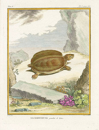 Buffon Turtles Gators 1766 Turtle, La Raboteuse