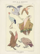Calavas Decorative Antique Print Birds by Rolph - Panteek Antique Prints