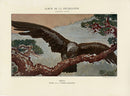Calavas Decorative Antique Print Eagle by Francis-Auburtin - Panteek Antique Prints
