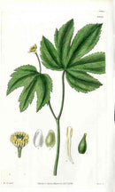 Canadian Goldenseal Curtis Carnivorous Botanical - Panteek Antique Prints