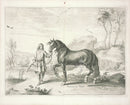 Cavendish General System of Horsemanship Print 1743 Rubecan, a Rosin - Panteek Antique Prints