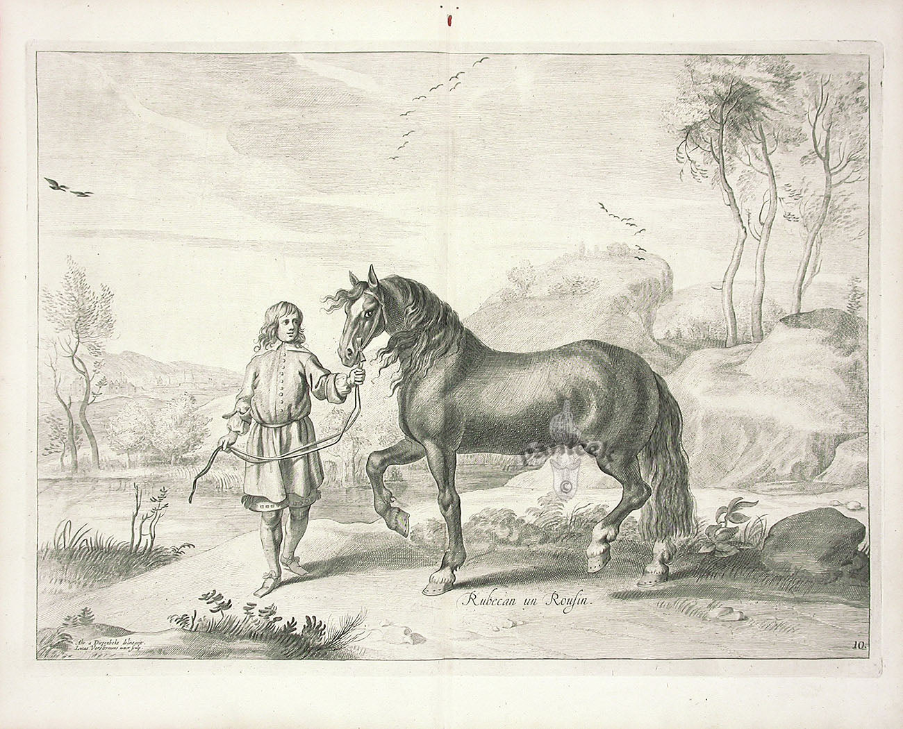 Cavendish General System of Horsemanship Print 1743 Rubecan, a Rosin