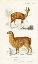 Charles D’Orbigny Natural History Animal Original Print Alpaca - Panteek Antique Prints