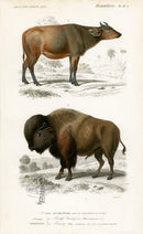 Charles D’Orbigny Natural History Animal Original Print Bison - Panteek Antique Prints