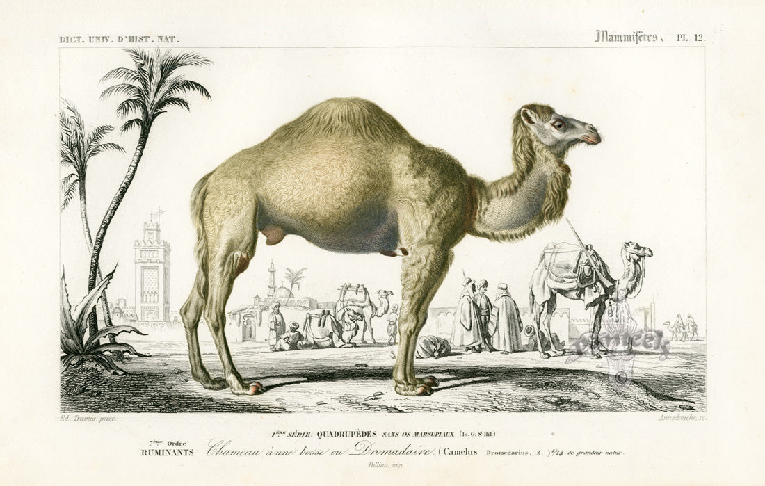 Charles D’Orbigny Natural History Animal Original Print Camel