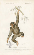 Charles D’Orbigny Natural History Animal Original Print Chimpanzee - Panteek Antique Prints
