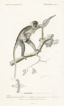 Charles D’Orbigny Natural History Animal Original Print Grivet Monkey - Panteek Antique Prints