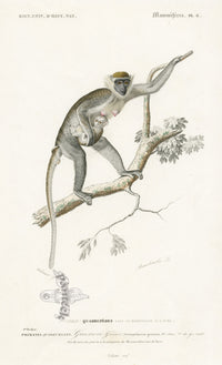 Charles D’Orbigny Natural History Animal Original Print Grivet Monkey - Panteek Antique Prints